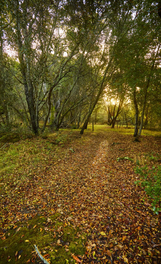 Peaceful forest scene with dappled sunlight through trees
