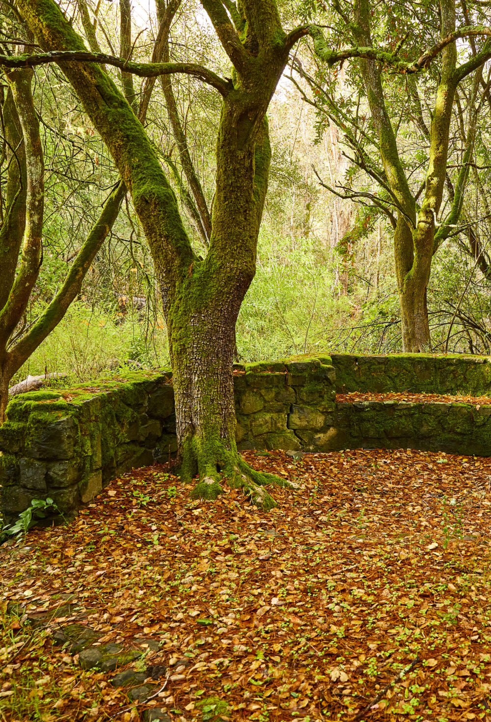 Peaceful forest clearing perfect for quiet contemplation