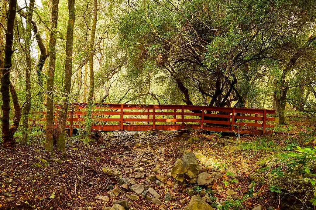Peaceful forest scene with dappled sunlight through trees