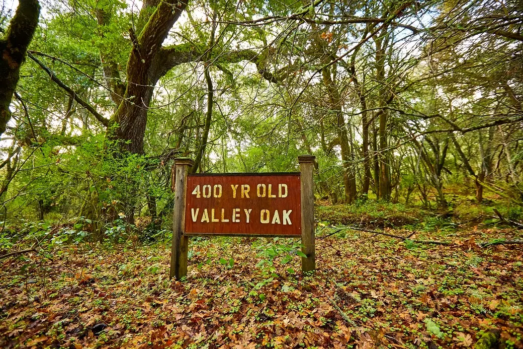 Signage in front of a 400 year old Valley Oak