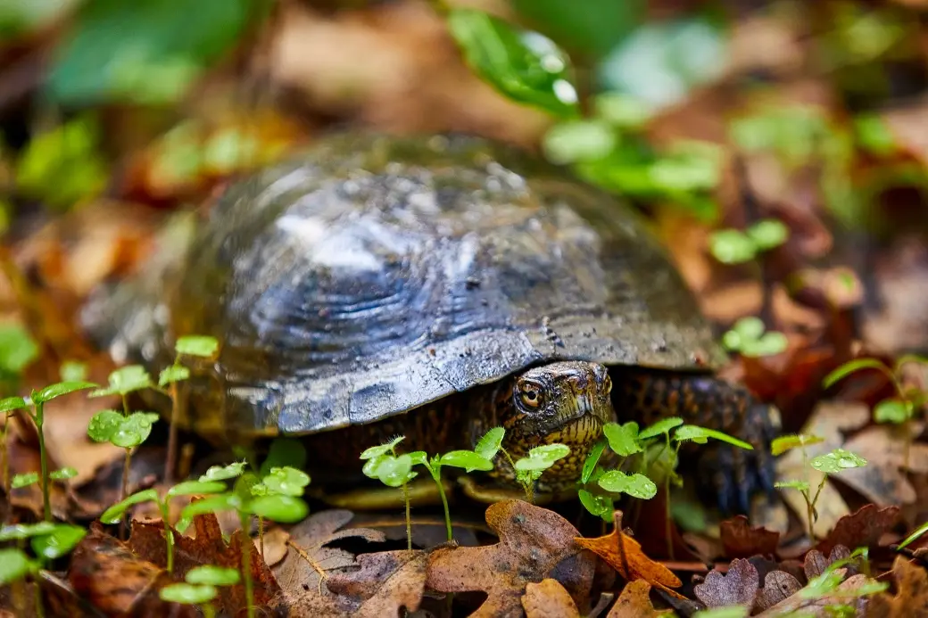 Native wildlife habitat with oak trees and wildflowers