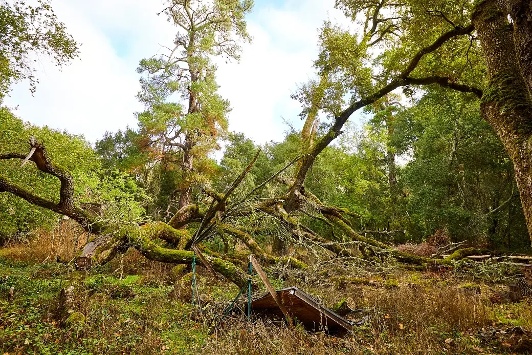Damaged forest with fallen trees after severe storm