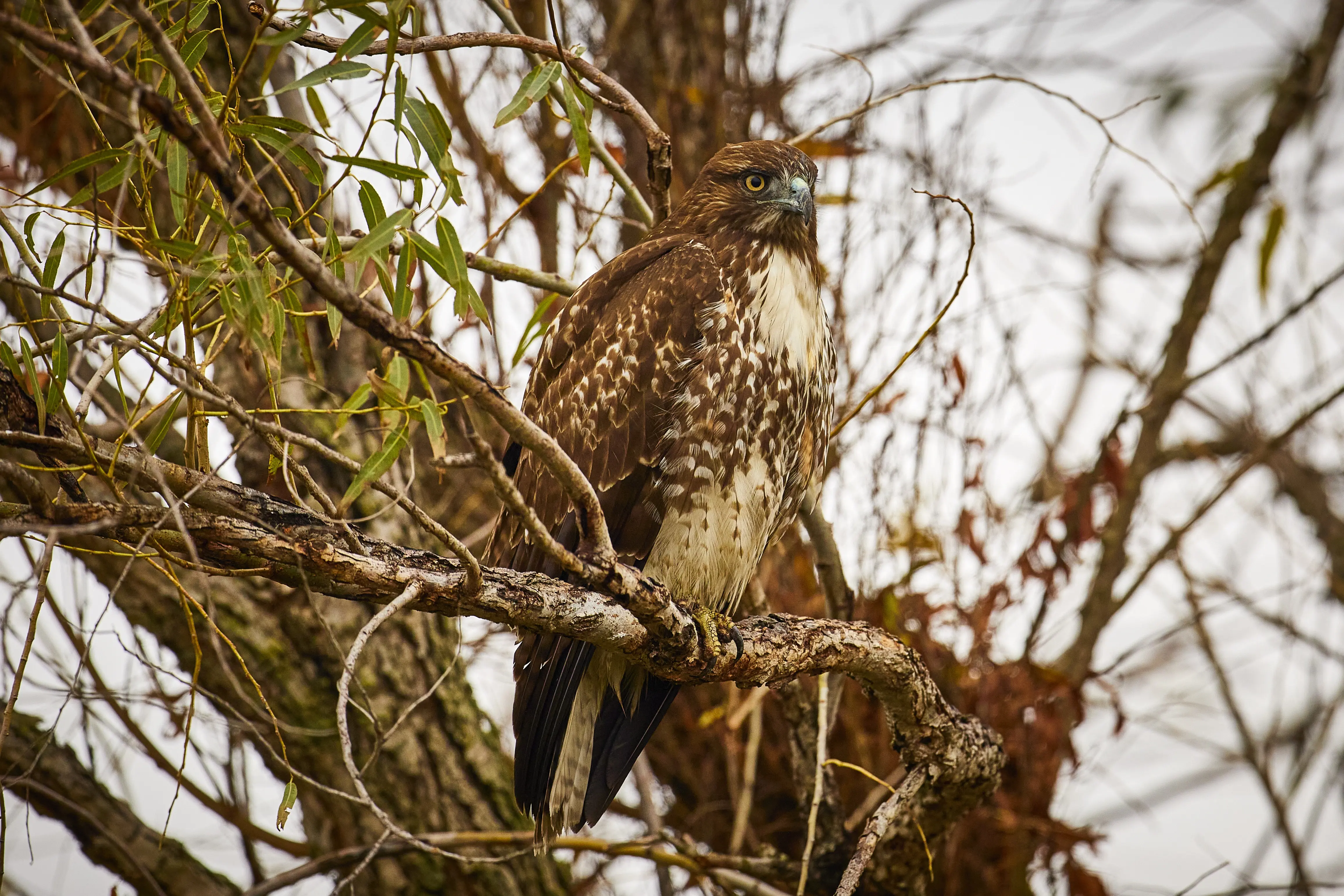 Riparian woodland restoration area
