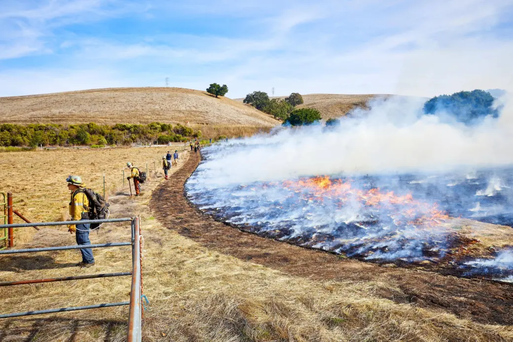 Controlled prescribed burn with smoke rising across East Bay grassland at dawn