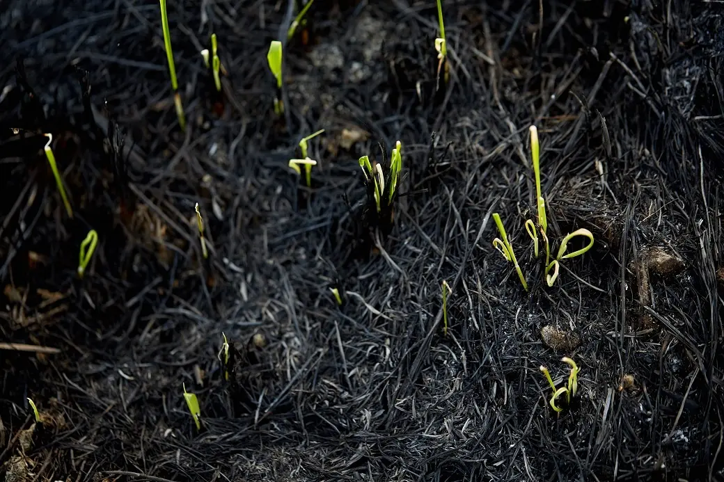 Native perennial grasses emerging through ash weeks after prescribed burn