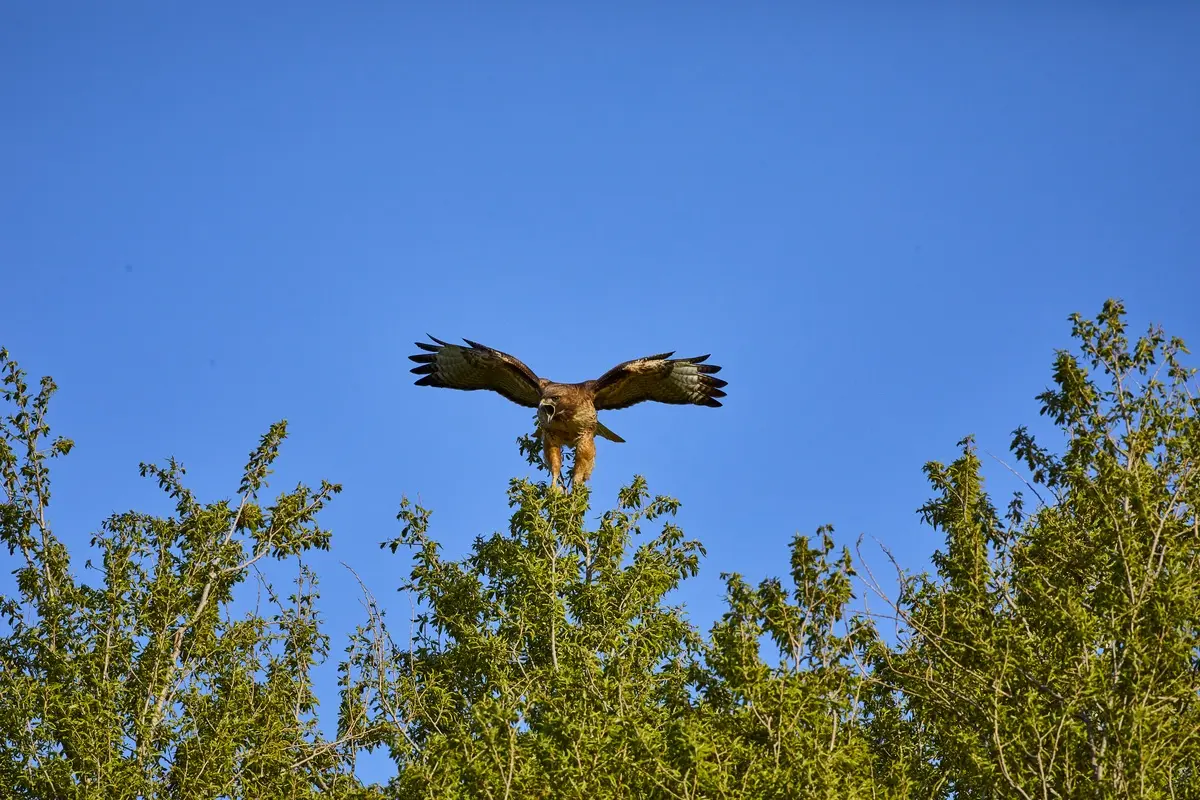 A red-tailed hawk perched, scanning the grassland for prey. Photo: Adam Weidenbach
