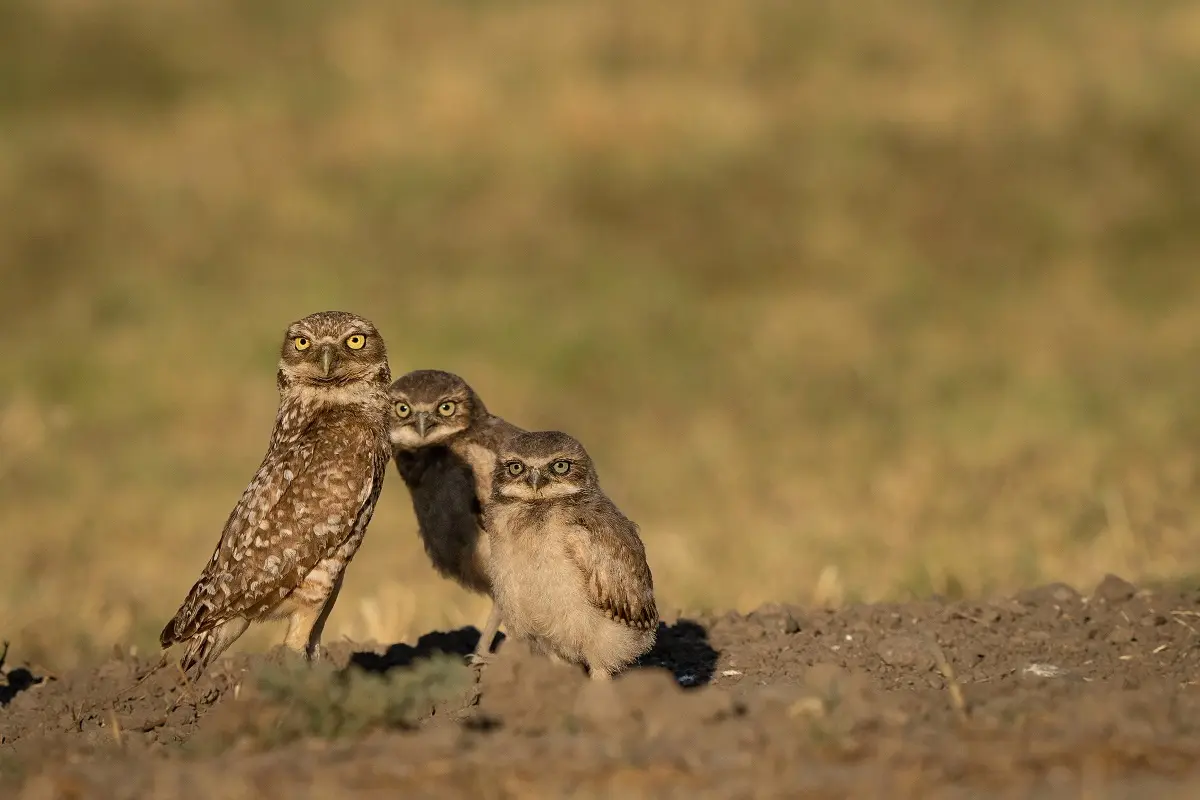 A family of burrowing owls. Photo: Jeff and Wendy Photography