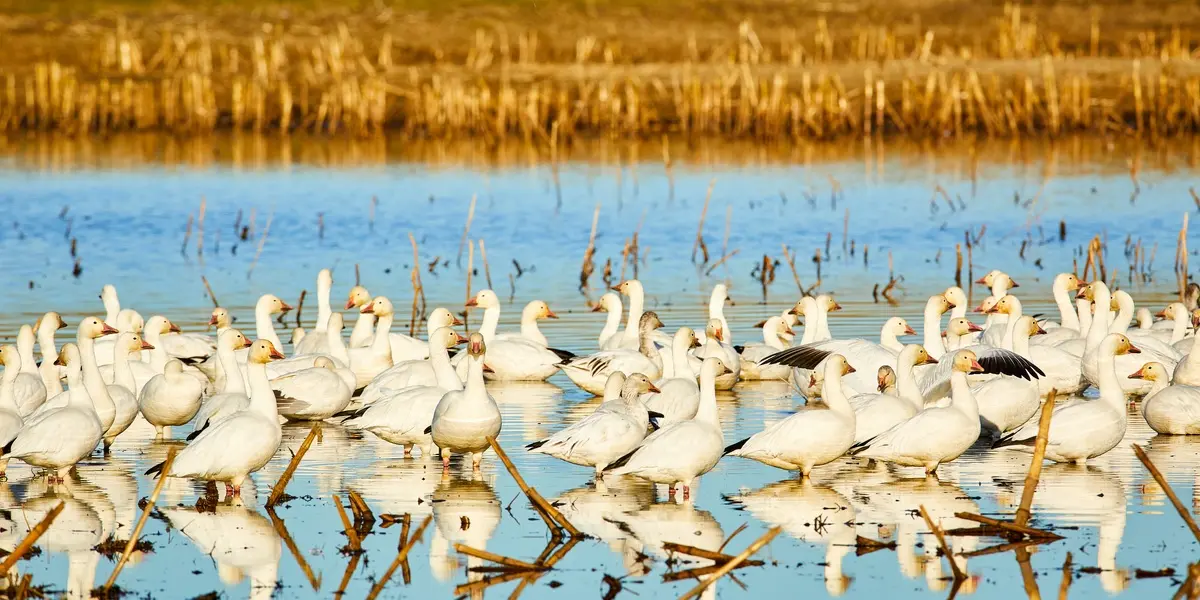 A large flock of snow geese swimming at Hoover Ranch on Bethel Island.