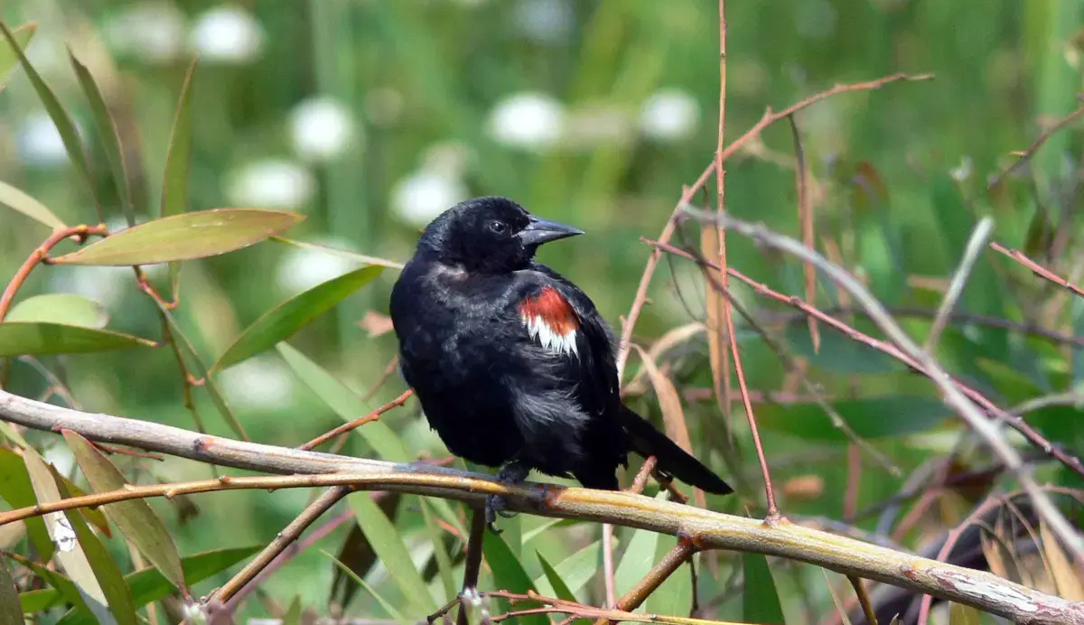 A tricolored blackbird perched on a reed, showing its red and white shoulder patch.