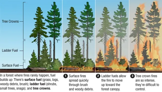 A diagram illustrating ladder fuels in a forest 