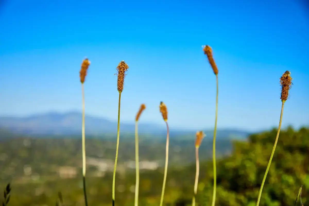 Dried seed heads on Johnson Ranch