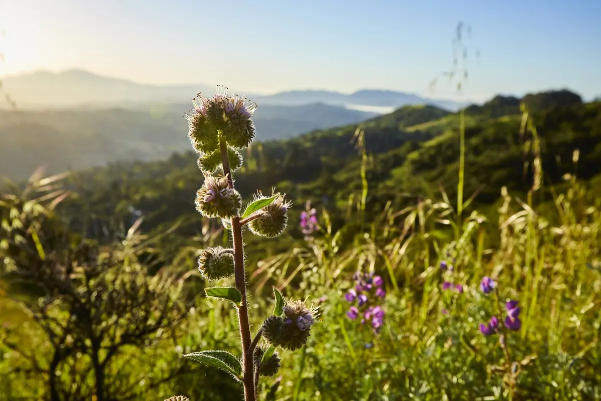 Spring flowers on Johnson Ranch silhouetted against the sky, overlooking the valley below.