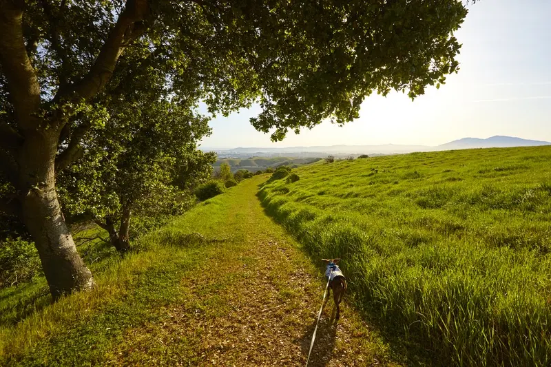 Scenic trail on Barnett Ranch looking out towards Mount Diablo